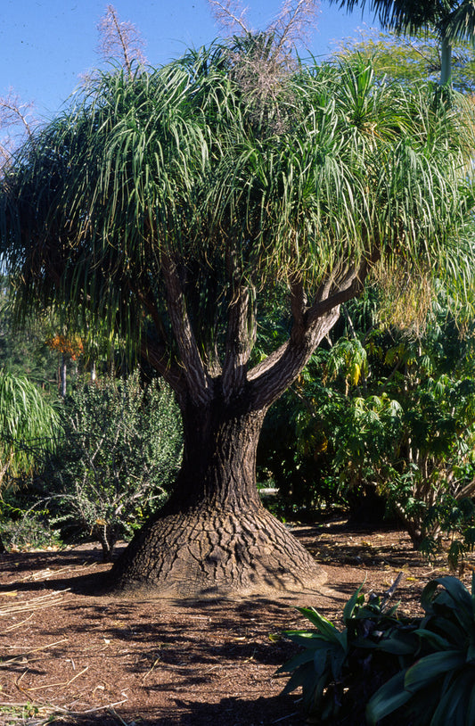 Beaucarnea recurvata / ponytail palm