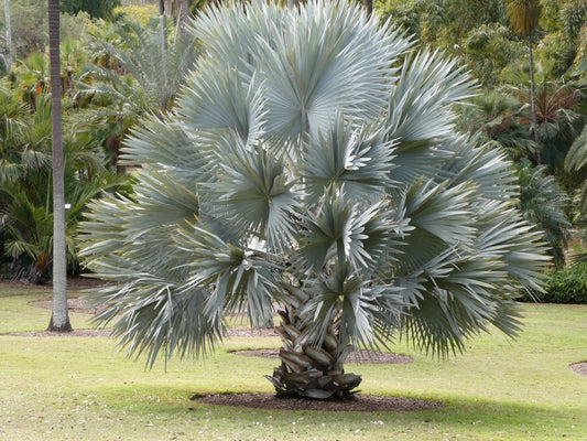 Bismarckia nobilis palm