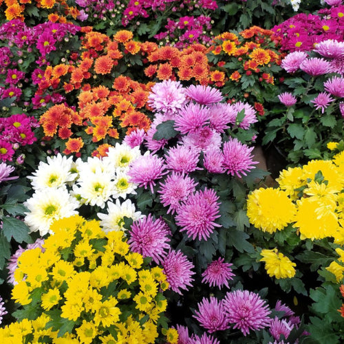 Chrysanthymum flowering plant