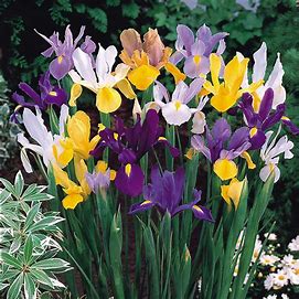 Dutch iris bulbs