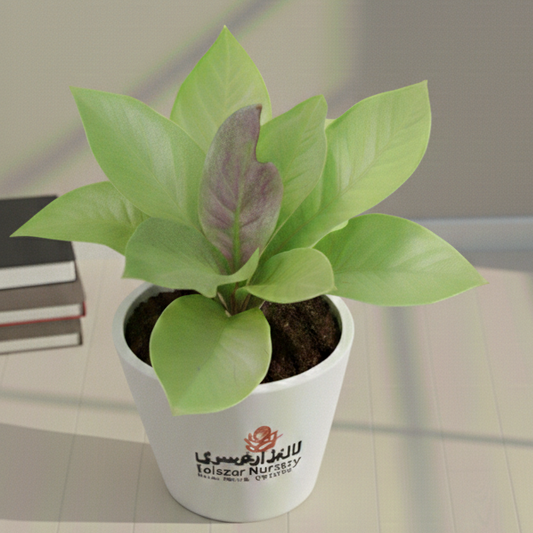 Anthurium King Of Kings