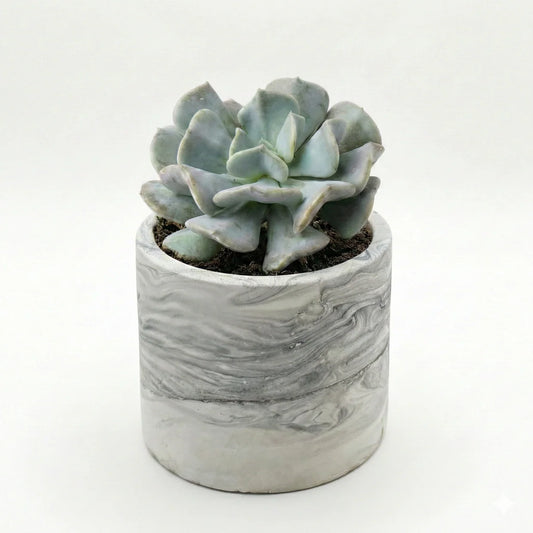 Echeveria cubicfrost in marble texture pot
