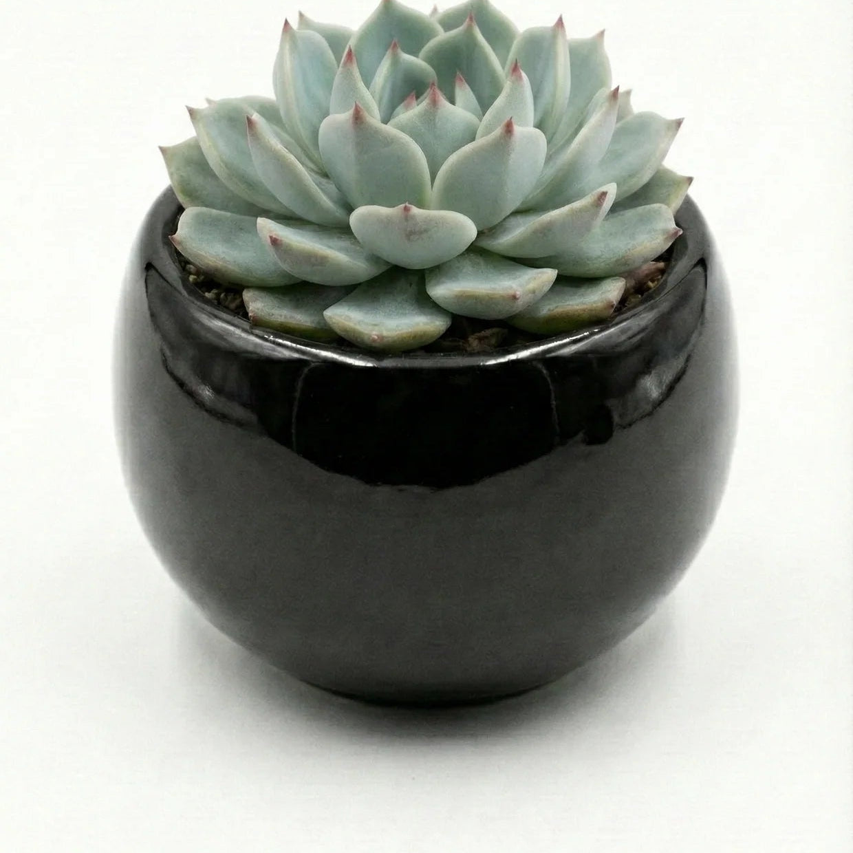 Echeveria in Ceramic Pot