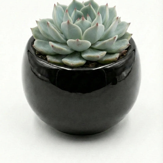 Echeveria in Ceramic Pot