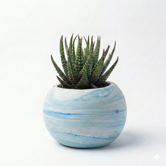 Haworthia attenuata in Marble Texture Round Pot