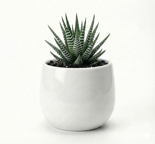 Haworthia Zebra Cylinder Cermamic Pot