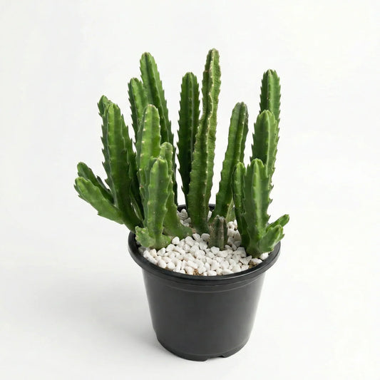 Stapelia Cactus Large