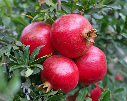 Pomegranate