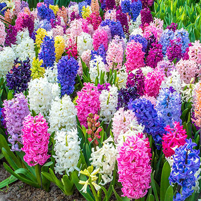 Hyacinth bulbs