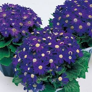 Cineraria early perfection Paneeri (seedling)