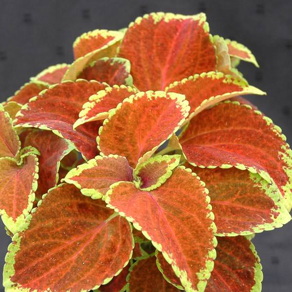 Coleus paneeri seedlings