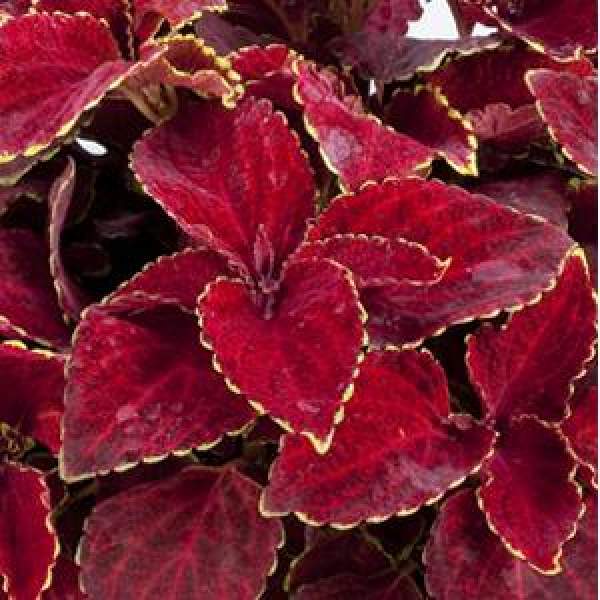 Coleus paneeri seedlings