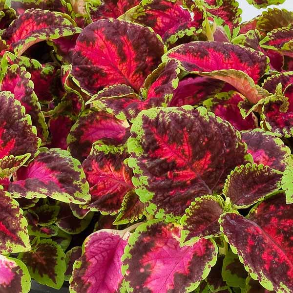 Coleus paneeri seedlings