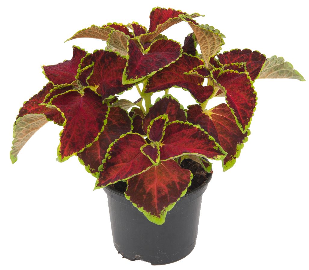 Coleus paneeri seedlings