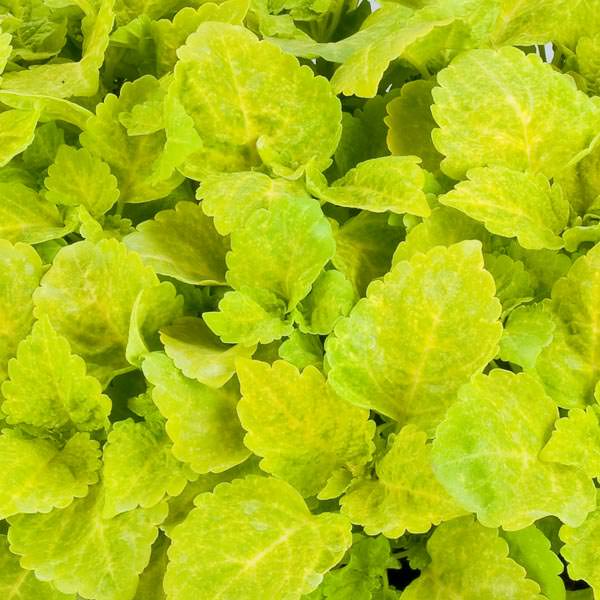Coleus paneeri seedlings