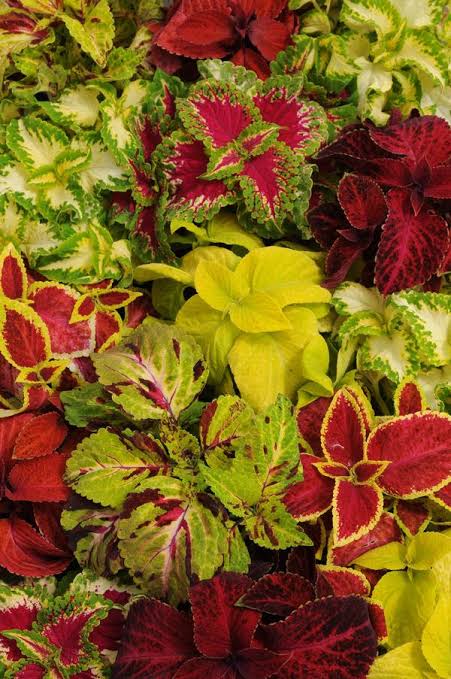 Coleus paneeri seedlings