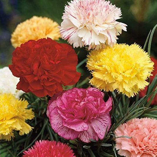 Carnation chabaud giant paneeri seedlings