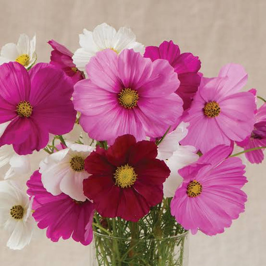 Cosmos sensation paneeri (seedling)