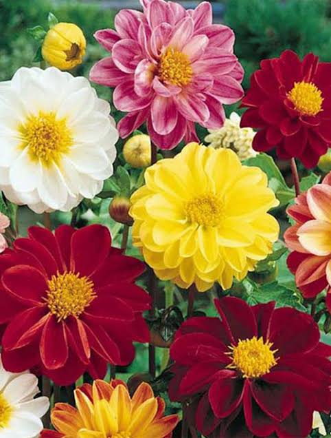 Dahlia  unwins paneeri seedlings