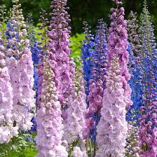 Delphinium benary’s pacific paneeri seedlings