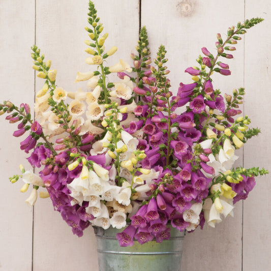 Digitalis