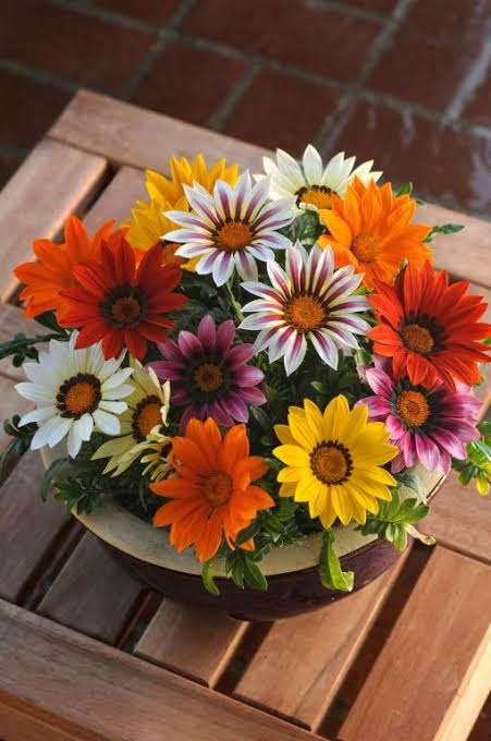 Gazania new day f1 paneeri seedling
