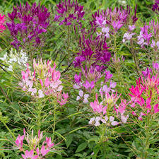 Cleome paneeri seedlings