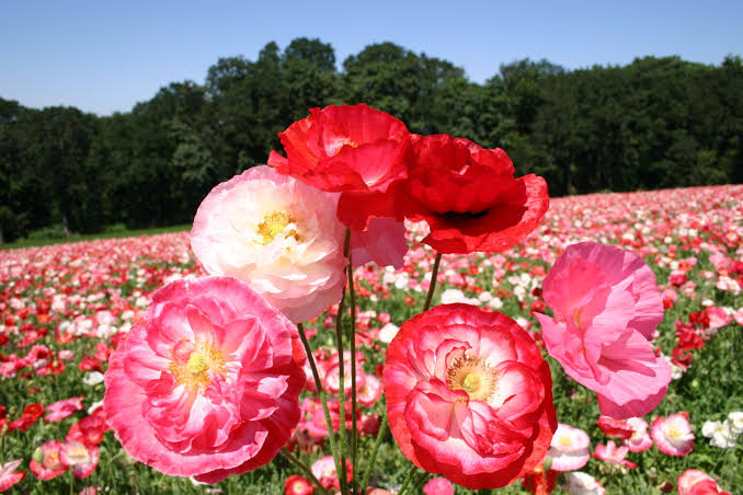 Poppy Paneeri Seedling