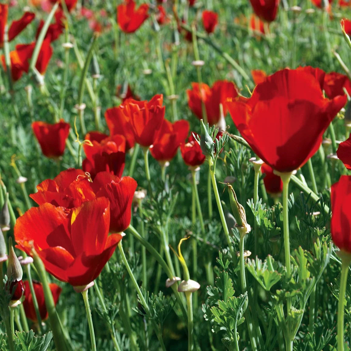 Poppy Paneeri Seedling