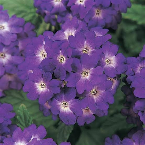 Verbena Paneeri Seedling