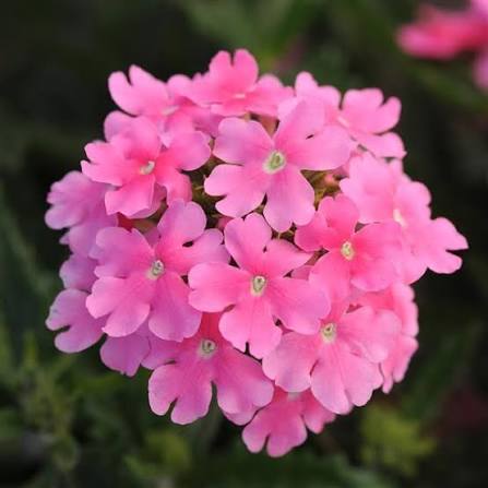 Verbena Paneeri Seedling