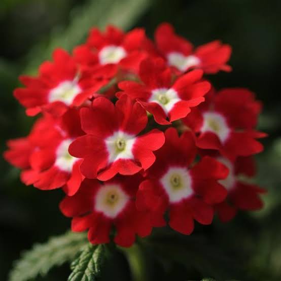 Verbena Paneeri Seedling
