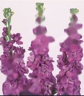 Stock Paneeri Seedling