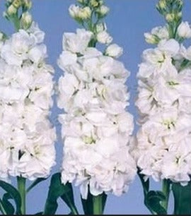 Stock Paneeri Seedling