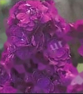 Stock Paneeri Seedling