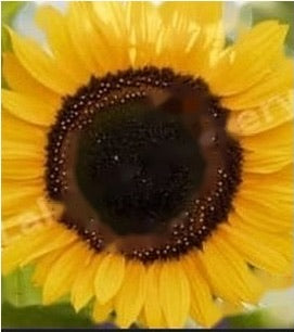 Sunflower Paneeri Seedling