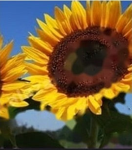 Sunflower Paneeri Seedling