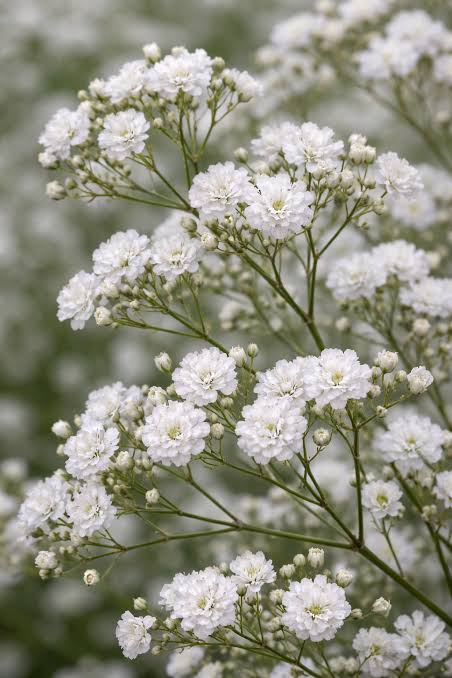 Gypsophilla snowflake paneeri seedlings
