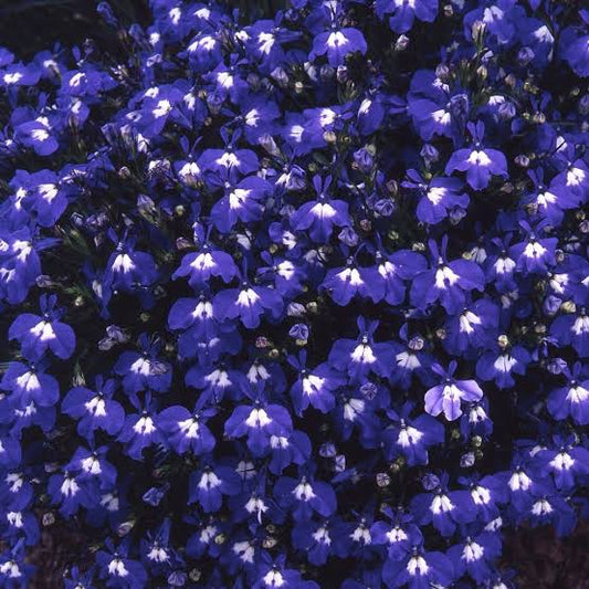 Lobelia Paneeri Seedling