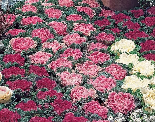 Kale Flowering Paneeri Seedling