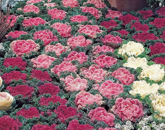 Kale Flowering Paneeri Seedling
