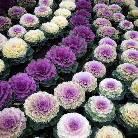 Kale Flowering Paneeri Seedling