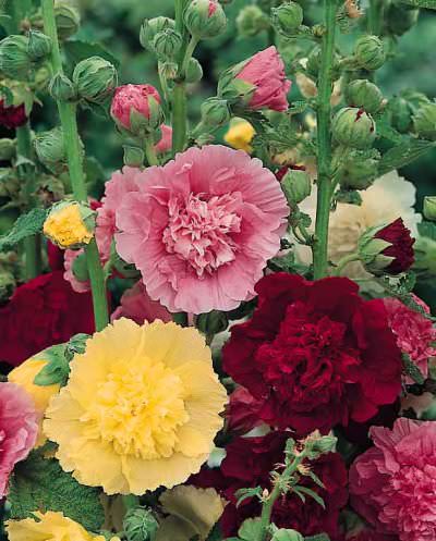 Hollyhock Majorette Paneeri Seedling