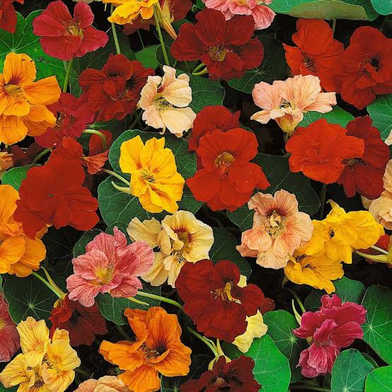 Nasturtium Paneeri Seedling