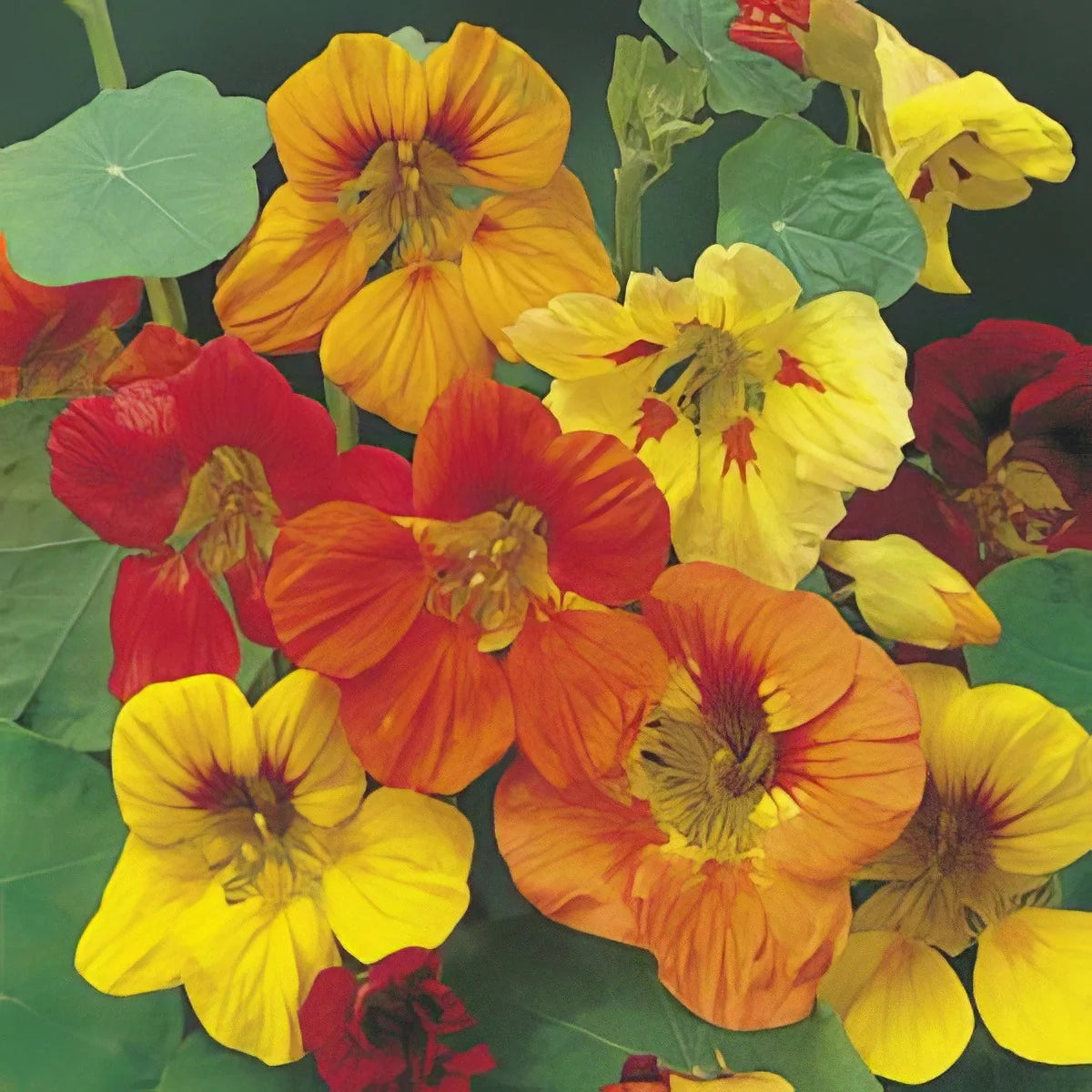Nasturtium Paneeri Seedling