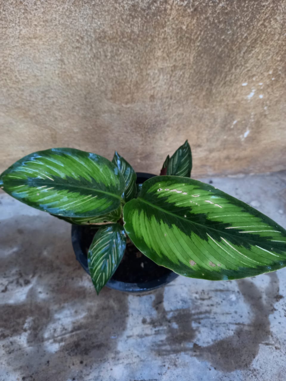 calathea