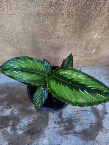 calathea