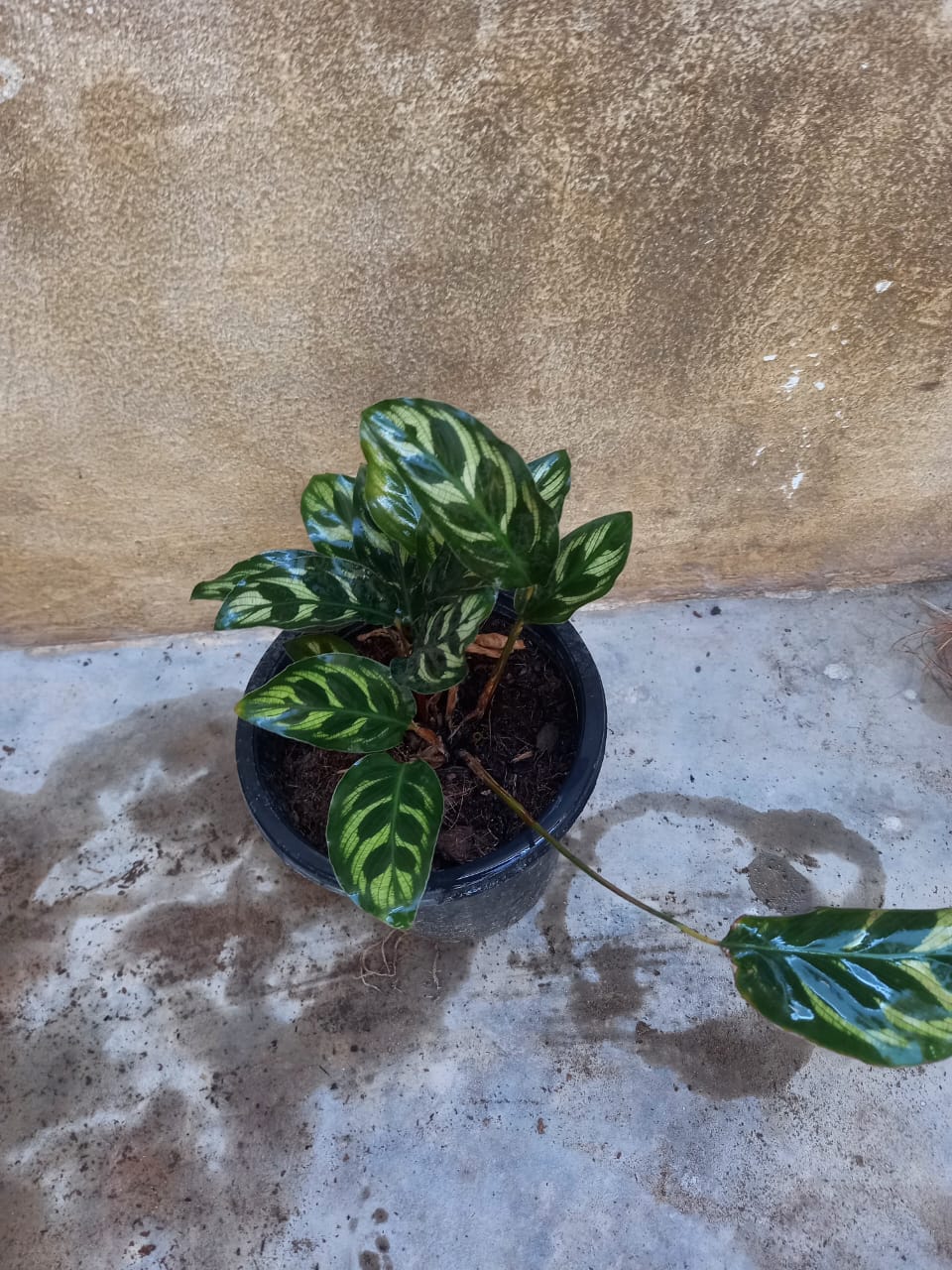 calathea