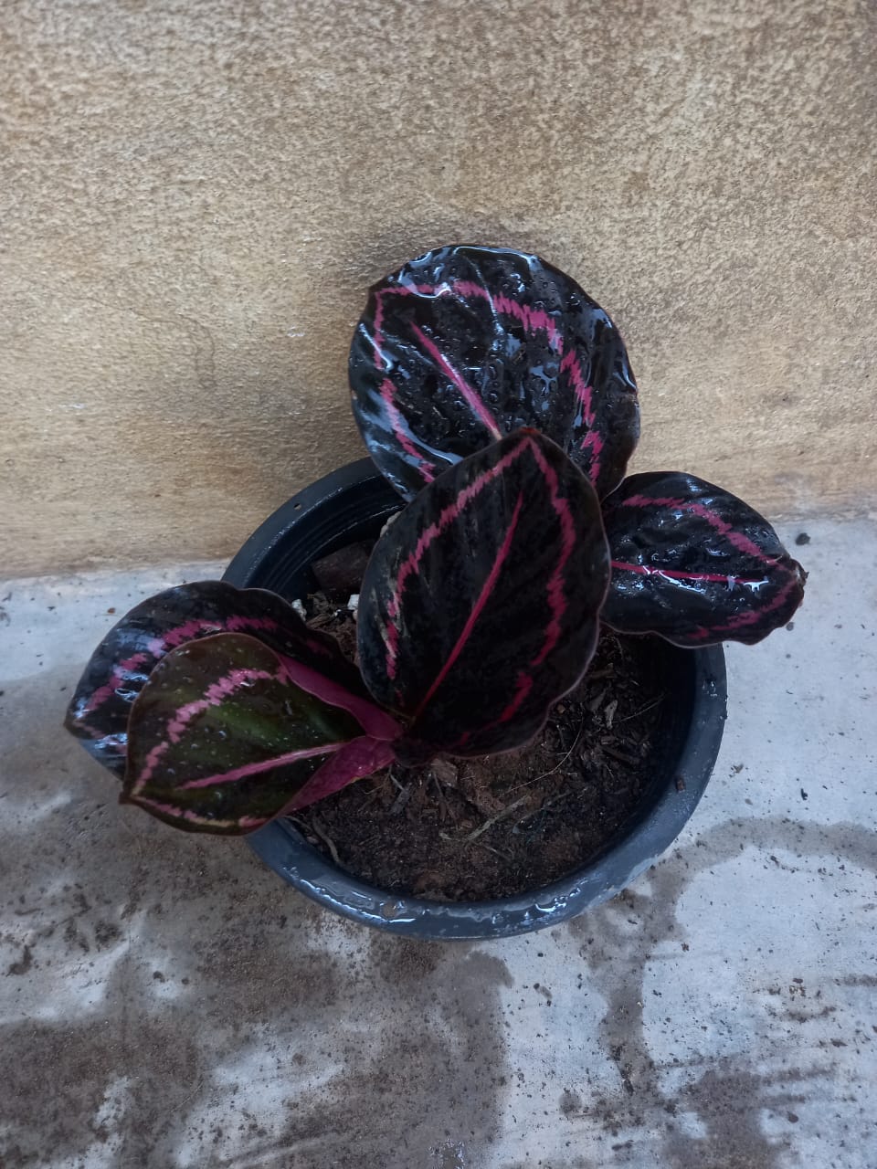 calathea