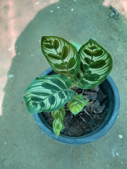 calathea